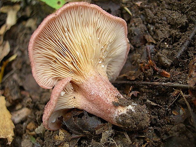 Lactarius spinosulus    Qul. & Le Bret.